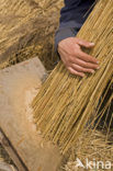 Common Reed (Phragmites australis)