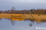 Common Reed (Phragmites australis)