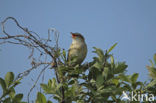 Sedge Warbler (Acrocephalus schoenobaenus)