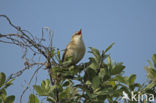 Sedge Warbler (Acrocephalus schoenobaenus)