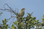 Sedge Warbler (Acrocephalus schoenobaenus)