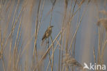 Sedge Warbler (Acrocephalus schoenobaenus)