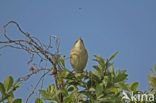 Sedge Warbler (Acrocephalus schoenobaenus)