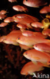 Rode vlaggebaars (Pseudanthias squamipinnis)