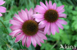 eastern purple coneflower (Echinacea purpurea)