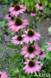 eastern purple coneflower (Echinacea purpurea)