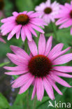 eastern purple coneflower (Echinacea purpurea)