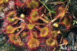 Round-leaved Sundew (Drosera rotundifolia)