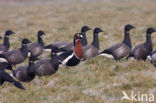 Roodhalsgans (Branta ruficollis) 