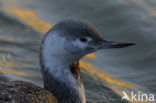 Red-throated Loon