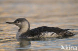 Red-throated Loon