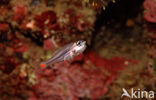 Red-spotted cardinalfish (Apogon parvulus)