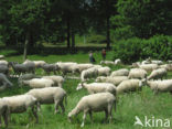 Schaap (Ovis domesticus)