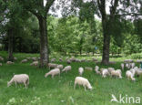 Schaap (Ovis domesticus)