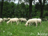 Schaap (Ovis domesticus)