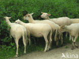 Schaap (Ovis domesticus)