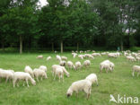 Schaap (Ovis domesticus)