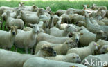 Schaap (Ovis domesticus)