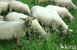 Schaap (Ovis domesticus)