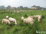 Schaap (Ovis domesticus)