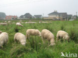 Schaap (Ovis domesticus)