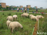 Schaap (Ovis domesticus)