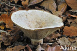 Fleecy Milk-cap (Lactarius vellereus)