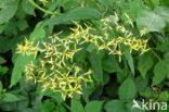 Alpine Ragwort (Senecio ovatus)