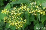 Alpine Ragwort (Senecio ovatus)