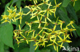 Alpine Ragwort (Senecio ovatus)