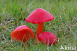 Scarlet Waxcap (Hygrocybe coccinea)