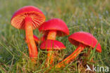 Scarlet Waxcap (Hygrocybe coccinea)
