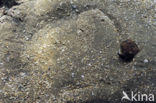 Plaice (Pleuronectes platessa)