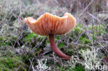 Scurfy Deceiver (Laccaria proxima)