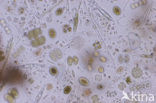 Desmids (Desmidiaceae)
