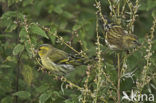 Eurasian Siskin (Carduelis spinus)