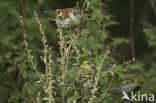 Eurasian Siskin (Carduelis spinus)