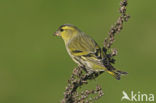 Eurasian Siskin (Carduelis spinus)