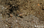 Silverspot shrimpgoby (Ctenogobiops crocineus)