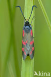 Six-spot Burnet (Zygaena filipendulae)