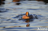 Wigeon (Anas penelope)