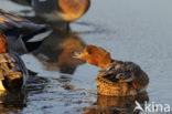 Wigeon (Anas penelope)