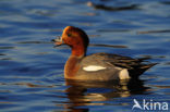 Wigeon (Anas penelope)