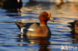 Wigeon (Anas penelope)