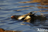 Wigeon (Anas penelope)