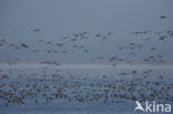 Wigeon (Anas penelope)