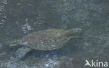 Soepschildpad (Chelonia mydas) 