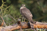 Sparrow Hawk (Accipiter nisus)