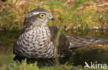 Sparrow Hawk (Accipiter nisus)