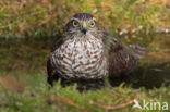 Sparrow Hawk (Accipiter nisus)